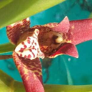 Maxillaria tenuifolia