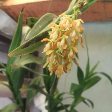 Epidendrum Polyanthum