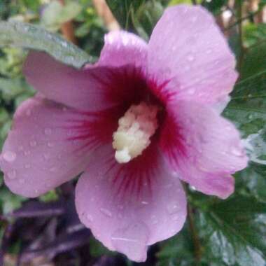 Hibiscus syriacus