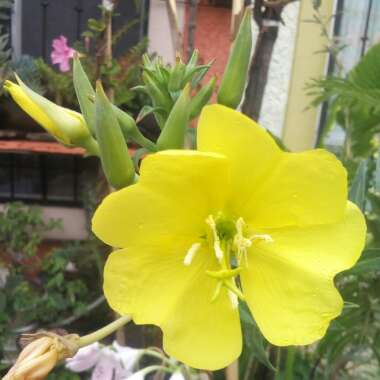 Oenothera elata