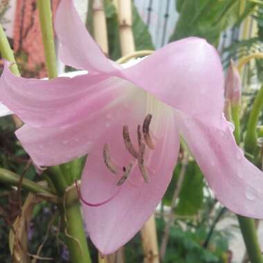 Crinum Moorei