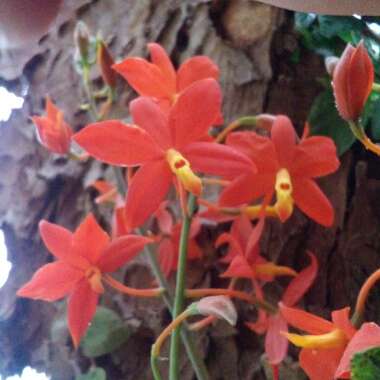 Prosthechea vitellina