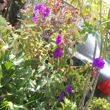 Tibouchina urvilleana