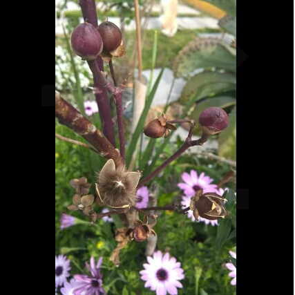 Plant image Ipomoea carnea