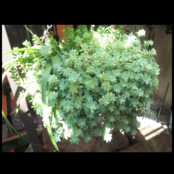 Sedum Palmeri