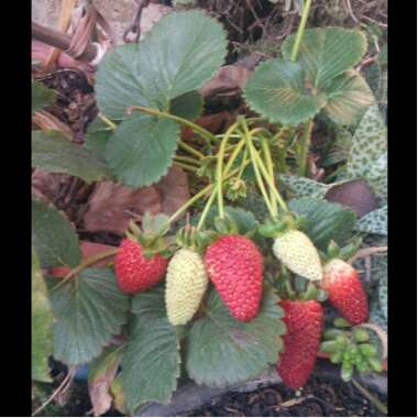 Fragaria x ananassa