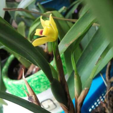 Maxillaria Variabilis