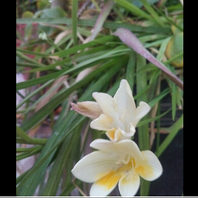 Plant image Freesia leichtlinii subsp. alba syn. Freesia alba