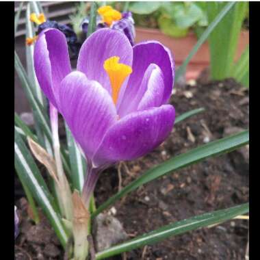 Crocus vernus