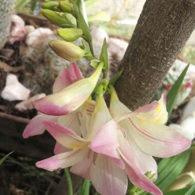 Freesia 'Rainbow'