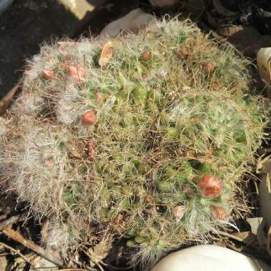 Mammillaria Bocasana