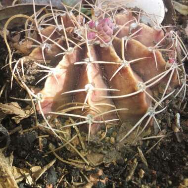 GYMNOCALYCIUM BRUCHII / Frailea bruchii