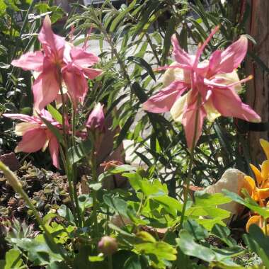 Aquilegia 'Swan Pink and Yellow' (Swan Series)