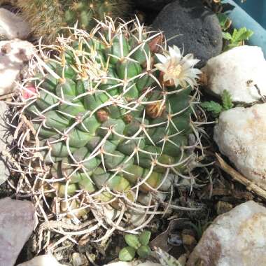 Mammillaria Magnimamma