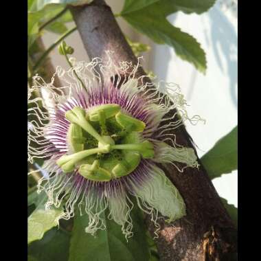 Passiflora edulis