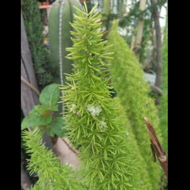 Asparagus densiflorus 'Myersii' syn. Asparagus aethiopicus 'Myersii', Asparagus 'Meyersii', Asparagus 'Myersii', Asparagus 'Meyeri'