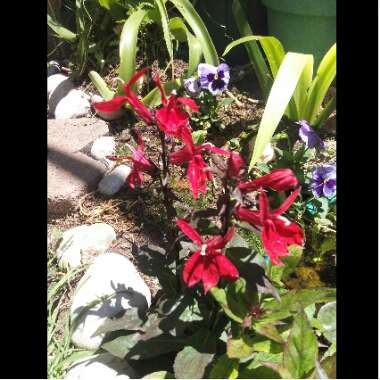 Lobelia Cardinalis syn.Lobelia fulgens ; Lobelia splendens