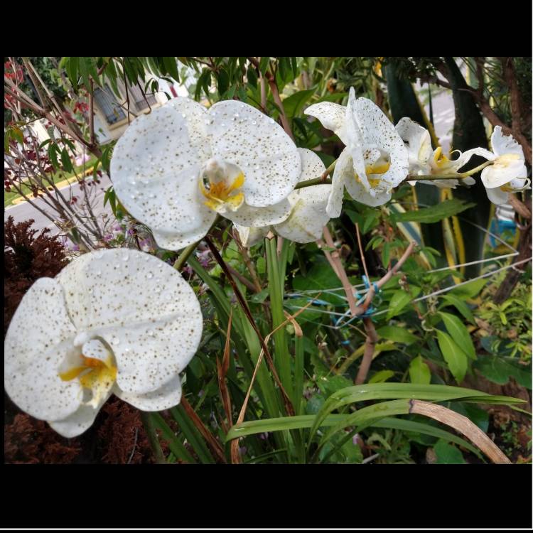 Plant image Phalaenopsis "Aphrodite"