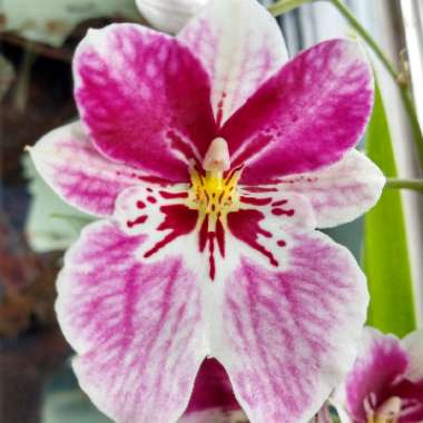 Miltoniopsis