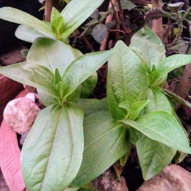 Zinnia elegans