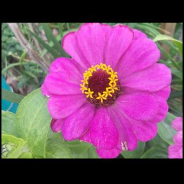 Zinnia elegans