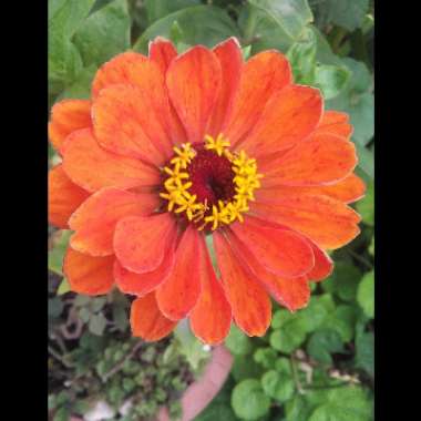 Zinnia elegans