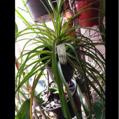 Wallisia cyanea syn. Tillandsia cyanea