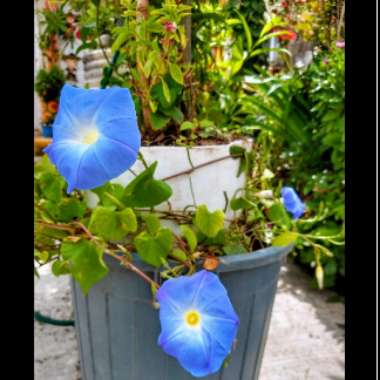 Ipomoea tricolor 'Heavenly Blue'