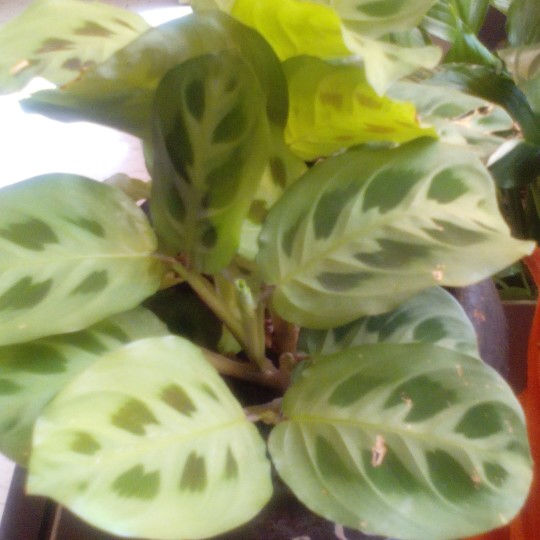 Maranta leuconeura 'Kerchoveana'