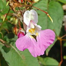 Plant image Impatiens balfourii