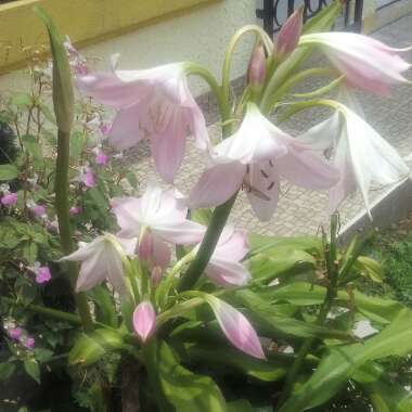 Crinum Moorei