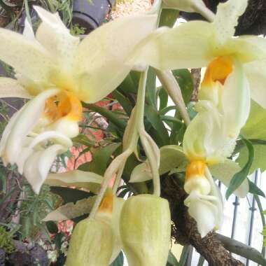 Stanhopea embreei