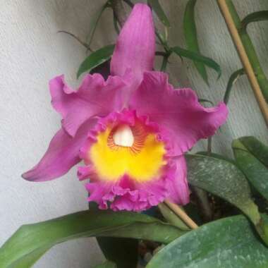 Cattleya labiata