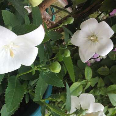 Platycodon grandiflorus 'Astra White' (Astra Series) syn. Campanula grandiflora 'Astra White'