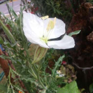 Oenothera tetraptera