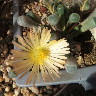 Fenestraria aurantiaca 'Fireworth '