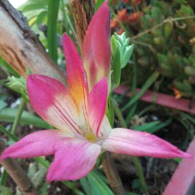 Freesia 'Rainbow'