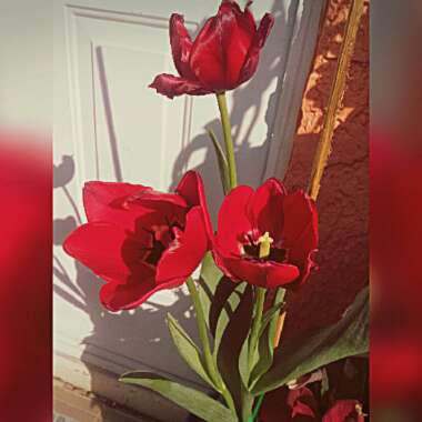 Tulipa