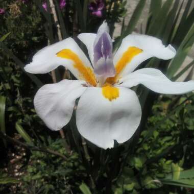 Dietes grandifolia syn. Dietes grandiflora 'Reen Lelie'