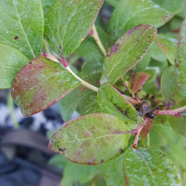 Plant image Vaccinium corymbosum  'Berkeley'