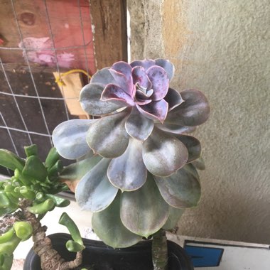 Echeveria 'Magnifica'