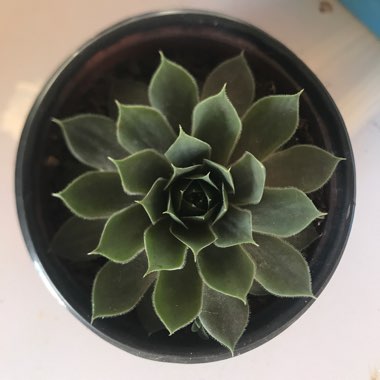 Sempervivum 'Tectorum'