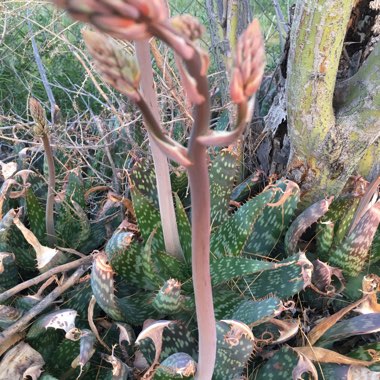 Aloe Maculata