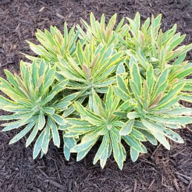 Martin's Spurge 'Ascot Rainbow'