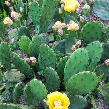 Prickly Pear