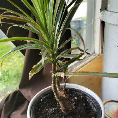 Dracaena marginata 'Tricolour'