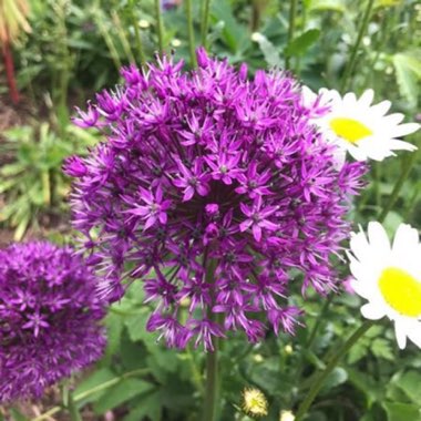 Allium