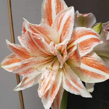 Hippeastrum