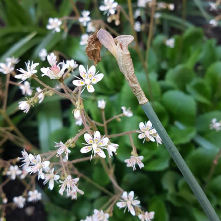 Plant image Saxifraga umbrosa 'Primuloides'