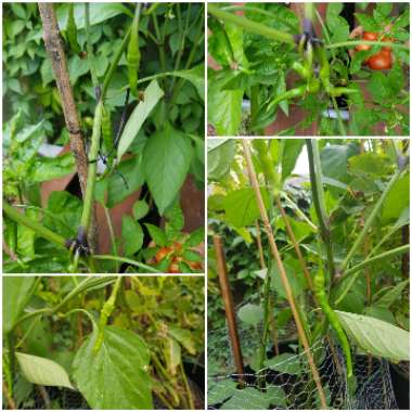 Capsicum annuum